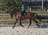 Vente de cheval : IMOTHEP